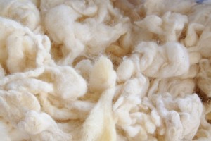 laine de mouton isolant